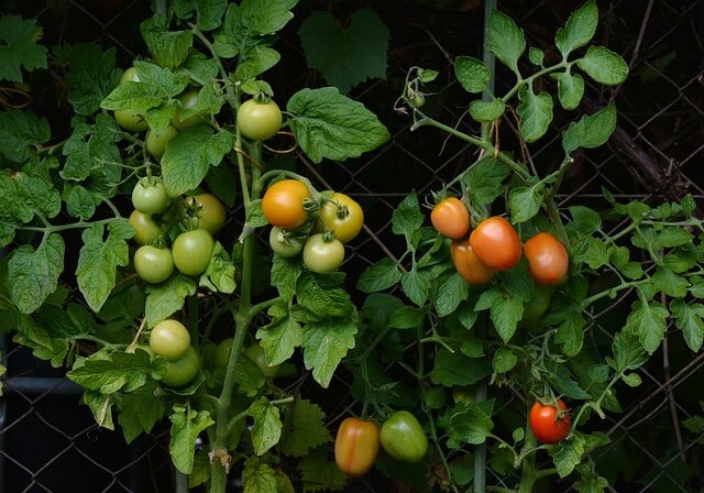 A paradicsom (Solanum lycopersicum) gondozása, ültetése, teleltetése és szaporítása