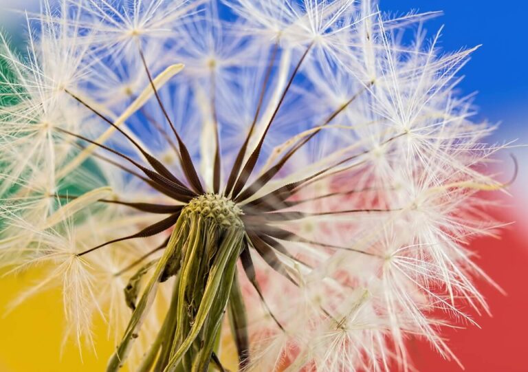 Pitypang (Taraxacum officinale)