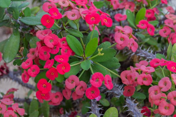 Pompás kutyatej (Euphorbia milii) 