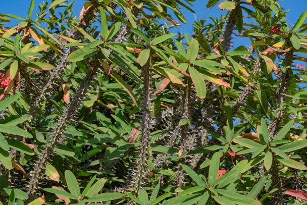 Pompás kutyatej (Euphorbia milii) 