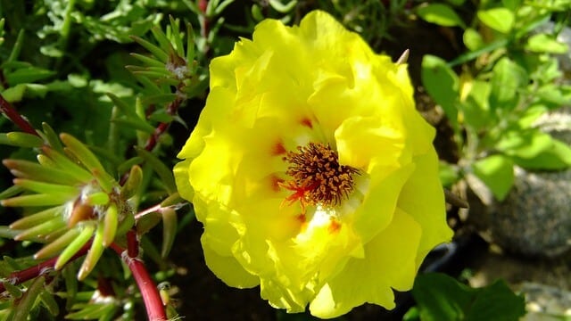 A nagyvirágú porcsin (Portulaca grandiflora), kukacvirág jellemzői, ültetése és gondozása