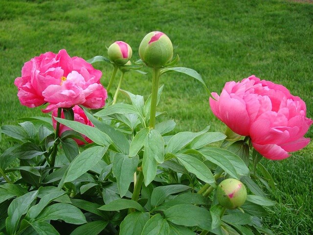 Pünkösdi rózsa (Paeonia officinalis)