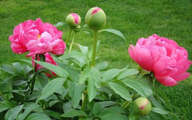 A pünkösdi rózsa (Paeonia officinalis) gondozása, ültetése, teleltetése és szaporítása