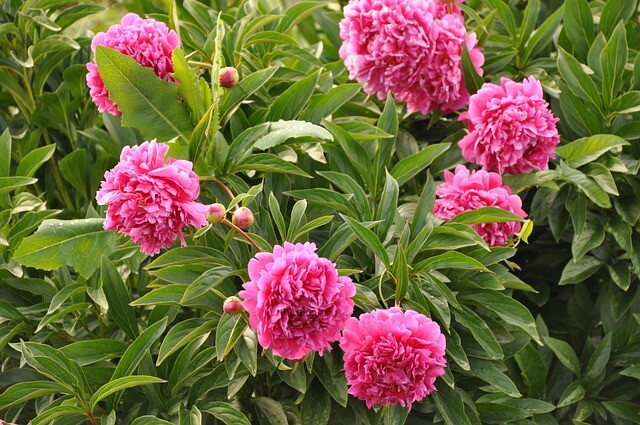 A pünkösdi rózsa (Paeonia officinalis) gondozása, ültetése, teleltetése és szaporítása