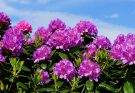 A havasszépe (Rhododendron) gondozása, ültetése, teleltetése és szaporítása
