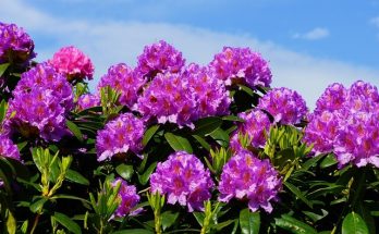 A havasszépe (Rhododendron) gondozása, ültetése, teleltetése és szaporítása