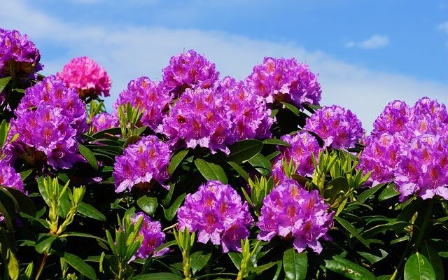 A havasszépe (Rhododendron) gondozása, ültetése, teleltetése és szaporítása