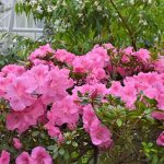 A havasszépe (Rhododendron) gondozása, ültetése, teleltetése és szaporítása