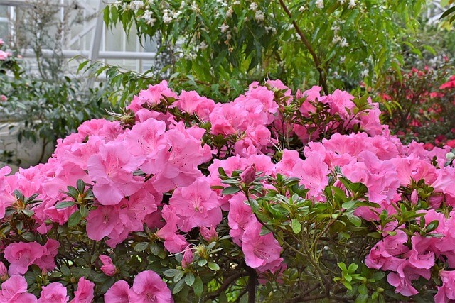 A havasszépe (Rhododendron) gondozása, ültetése, teleltetése és szaporítása