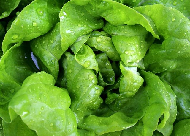 A saláta (Lactuca sativa) gondozása, ültetése, teleltetése és szaporítása