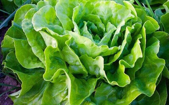 A saláta (Lactuca sativa) gondozása, ültetése, teleltetése és szaporítása