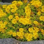 Sárga Délvirág (Delosperma nubigenum) ültetése, gondozása, szaporítása