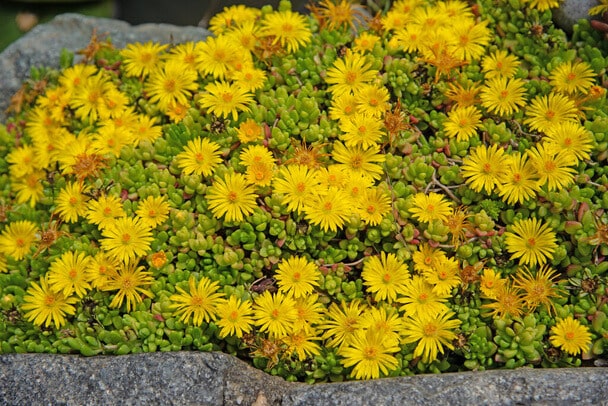 Sárga Délvirág (Delosperma nubigenum) ültetése, gondozása, szaporítása