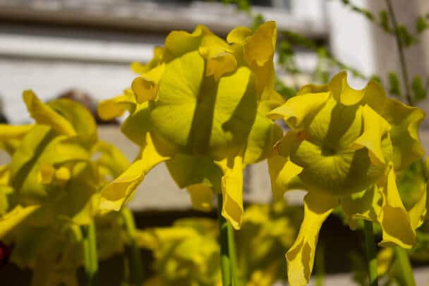 Sárga kürtvirág (Sarracenia flava) ültetése, gondozása, szaporítása, betegségei
