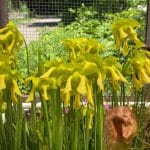 Sárga kürtvirág (Sarracenia flava) ültetése, gondozása, szaporítása, betegségei