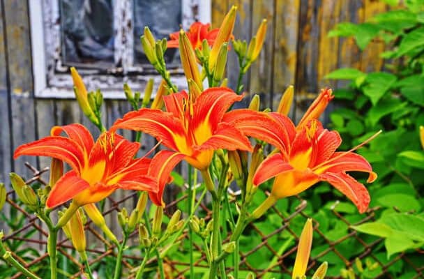 A sásliliom (Hemerocallis) ültetése, gondozása, szaporítása