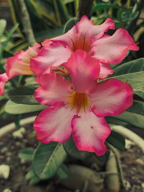 Sivatagi rózsa (Adenium) gondozása, ültetése, teleltetése és szaporítása
