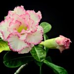 Sivatagi rózsa (Adenium) gondozása, ültetése, teleltetése és szaporítása