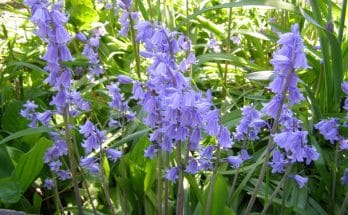 Spanyol kékcsengő (Hyacinthoides hispanica) ültetése, gondozása, szaporítása