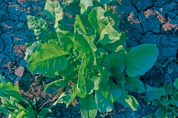 A spenót vagy paraj (Spinacia oleracea) ültetése és gondozása