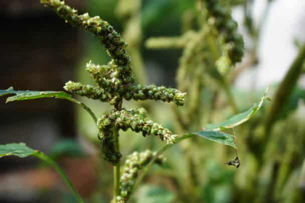 A spenót vagy paraj (Spinacia oleracea) ültetése és gondozása