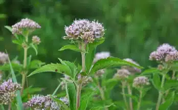 A sédkender jellemzői, igényei és gondozása, szaporítása, kártevői és betegségei