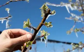 Kerti varázslat jégdíszek és fények, amik életet visznek a télbe