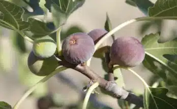 Így ápoljuk télen a fügefánkat!