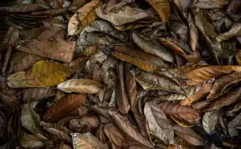 Téli biodiverzitás a kertben apró élőhelyek a nagy hidegben is