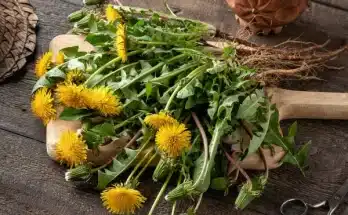 Hogyan szabaduljunk meg a pitypangtól?