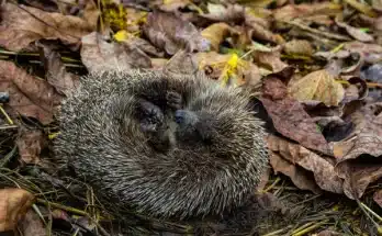 Hogyan segítsük a rovarokat és a sünöket télen
