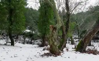 Fagymentes túlélők – mely növények bírják a telet takarás nélkül