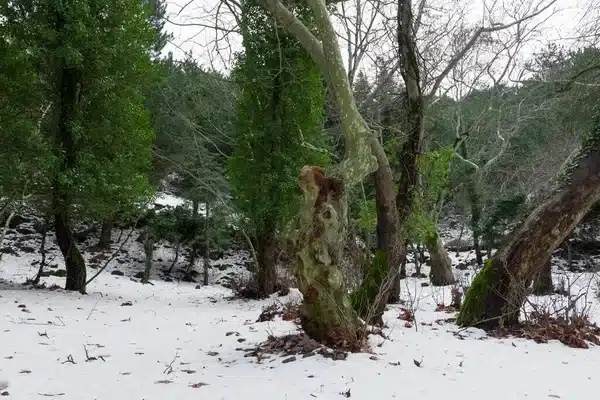 Fagymentes túlélők – mely növények bírják a telet takarás nélkül