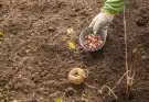 Milyen zöldségeket vess el ősszel, hogy kora tavasszal szüretelhess?