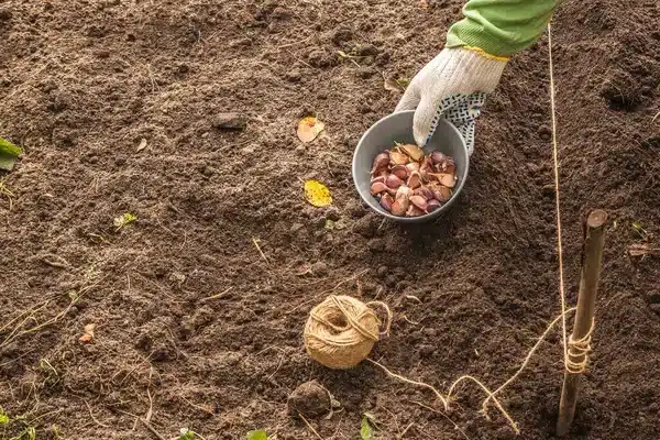 Milyen zöldségeket vess el ősszel, hogy kora tavasszal szüretelhess?
