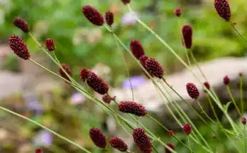 Az őszi vérfű jellemzői, igényei és gondozása, szaporítása, kártevői és betegségei