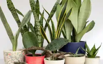 Téli fényhiány így segíts a növényeidnek lámpával túlélni a sötét hónapokat