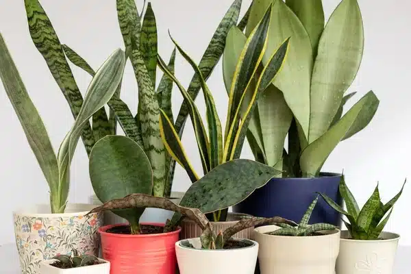 Téli fényhiány így segíts a növényeidnek lámpával túlélni a sötét hónapokat