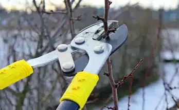 Téli metszés – mikor, mit és hogyan érdemes visszavágni