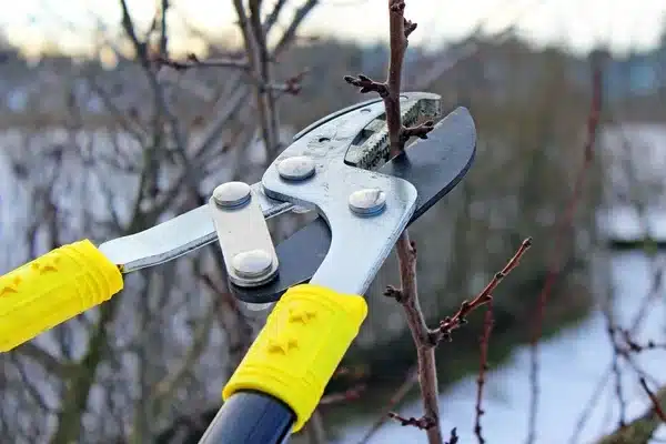 Téli metszés – mikor, mit és hogyan érdemes visszavágni