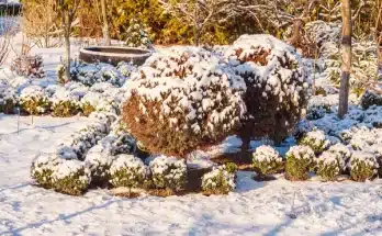 A tél nem ellenség – így óvd a talajt és a növényeidet a hideg hónapokban