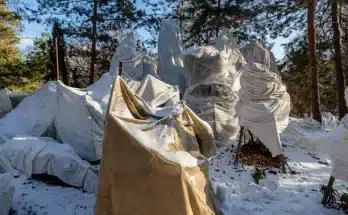 Téli növényvédelem amit a legtöbben elfelejtenek megtenni novemberben