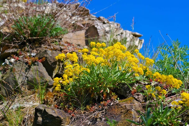 Sziklai ternye (Aurinia saxatilis) 