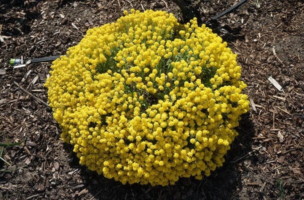 Sziklai ternye (Aurinia saxatilis)