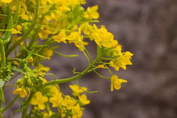 Sziklai ternye (Aurinia saxatilis) 