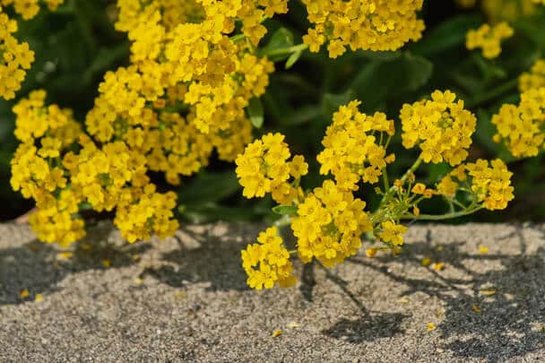 Sziklai ternye (Aurinia saxatilis) 