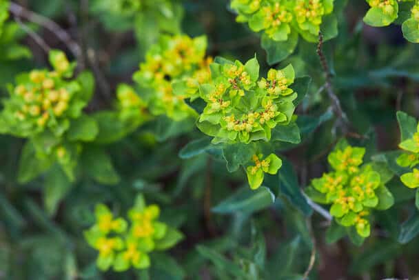 Színeváltó Kutyatej (Euphorbia epithymoides) ültetése, gondozása, szaporítása