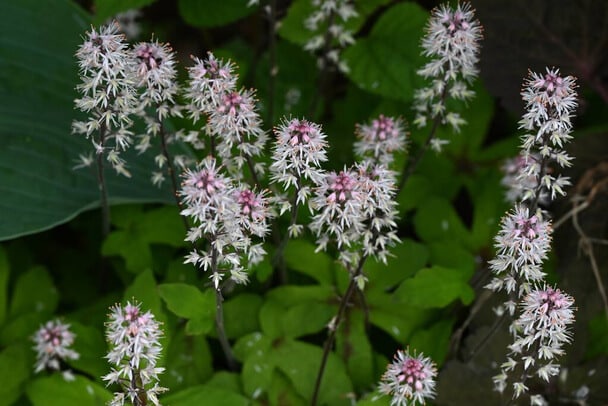 Szívlevelű turbántok (Tiarella cordifolia) 