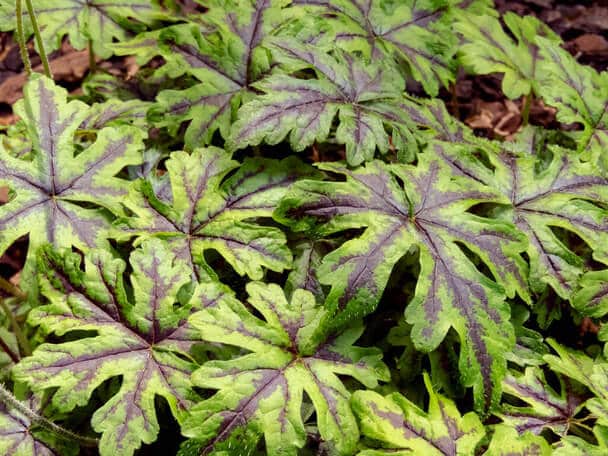 Szívlevelű turbántok (Tiarella cordifolia) 