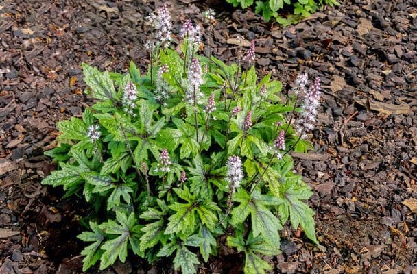 Szívlevelű turbántok (Tiarella cordifolia)